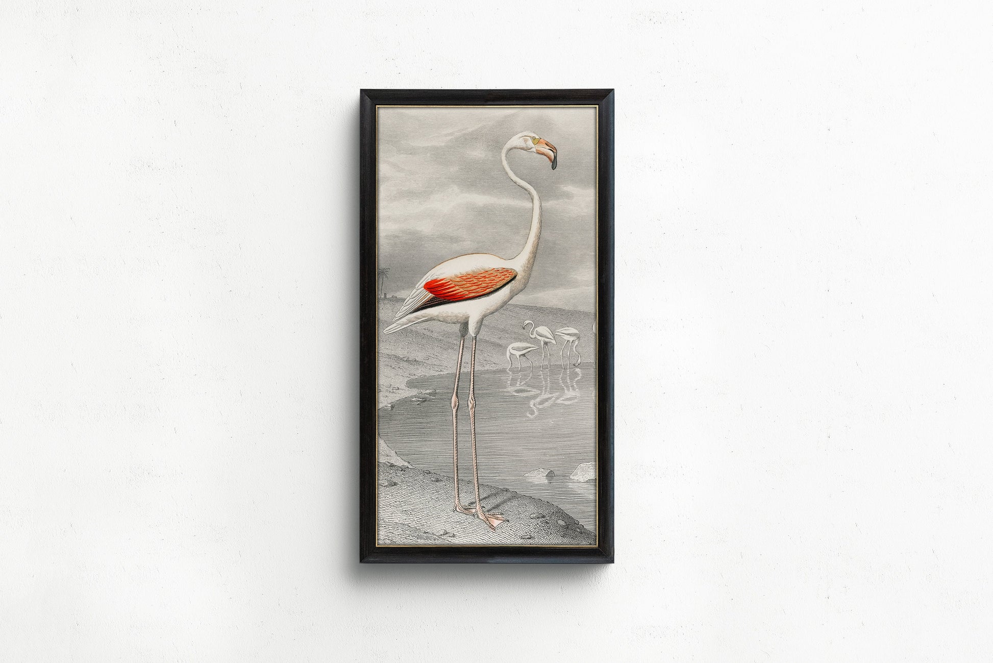 Le Flammant (Flamingo) by Edouard Travies (1853) | Vintage Narrow Tall Vertical Bird Art (available framed or unframed)