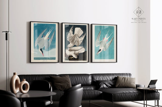 Set of 3 framed Birds of North America prints, featuring Arctic Tern and Arctic Hawk, displayed in a modern living room.