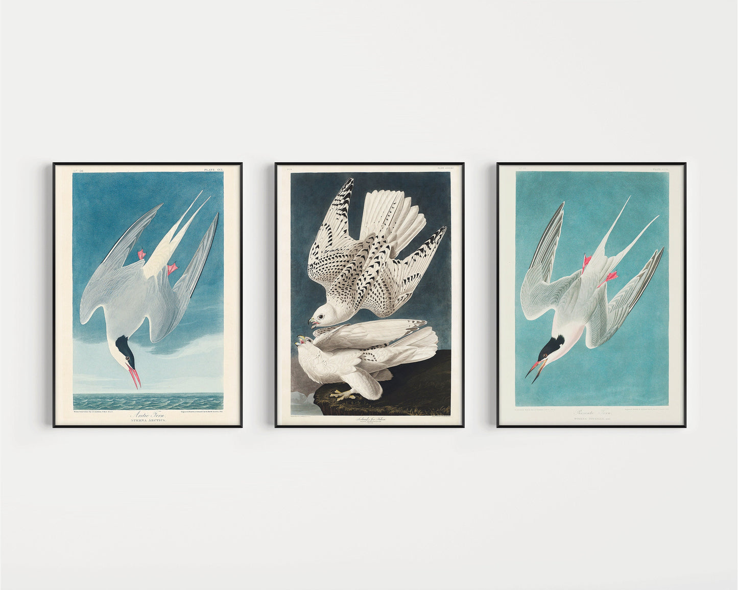 J. J. Audubon - Set of 3 Birds of North America (Arctic Tern and Arctic Hawk) | Available framed or unframed