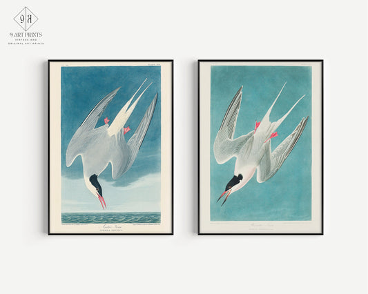 J. J. Audubon Greater Tern bird prints set of 2, available framed or unframed, with handcrafted artisan frames.