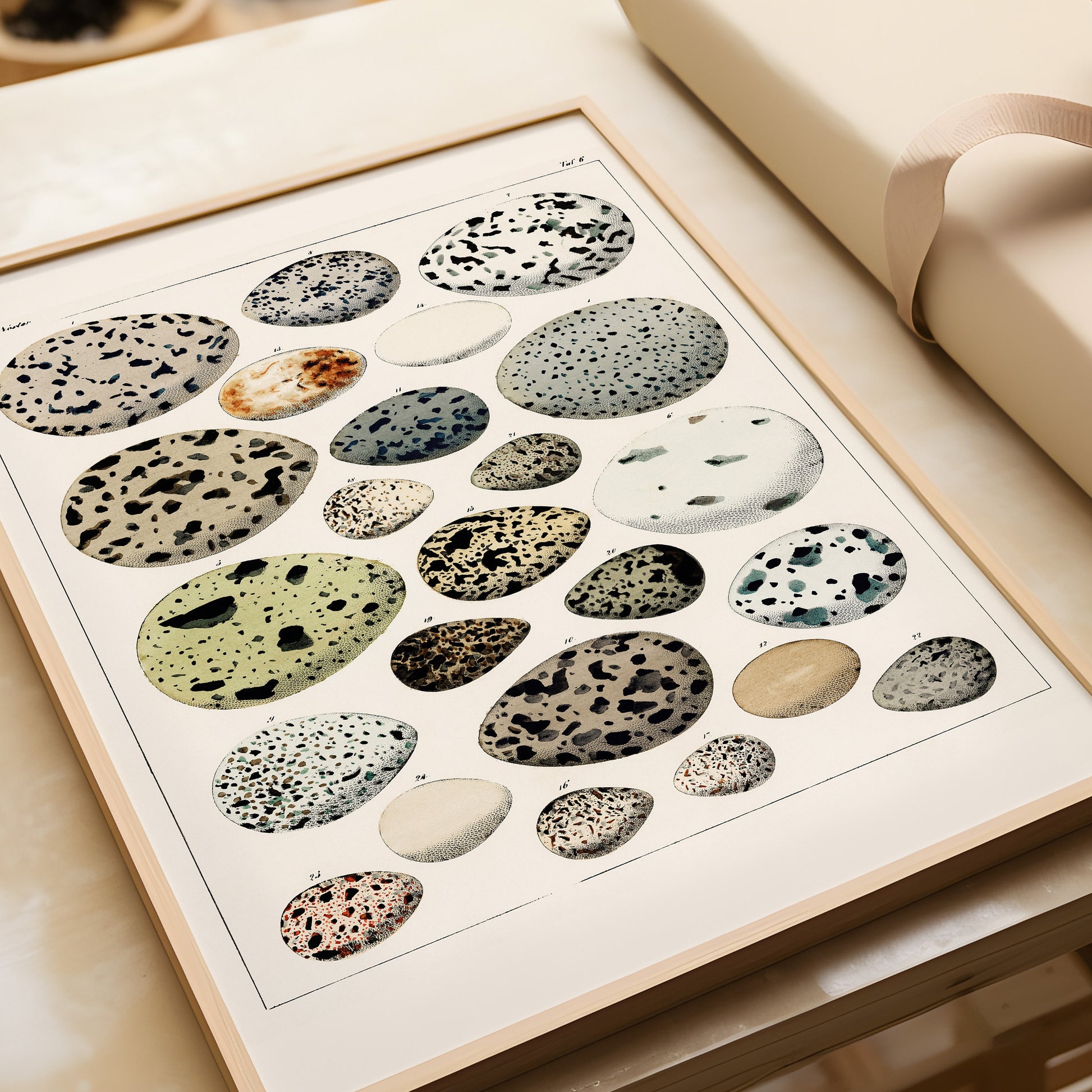 Vintage naturalist poster of bird eggs, museum-quality fine art print, available framed or unframed, Lorenz Okesn design.