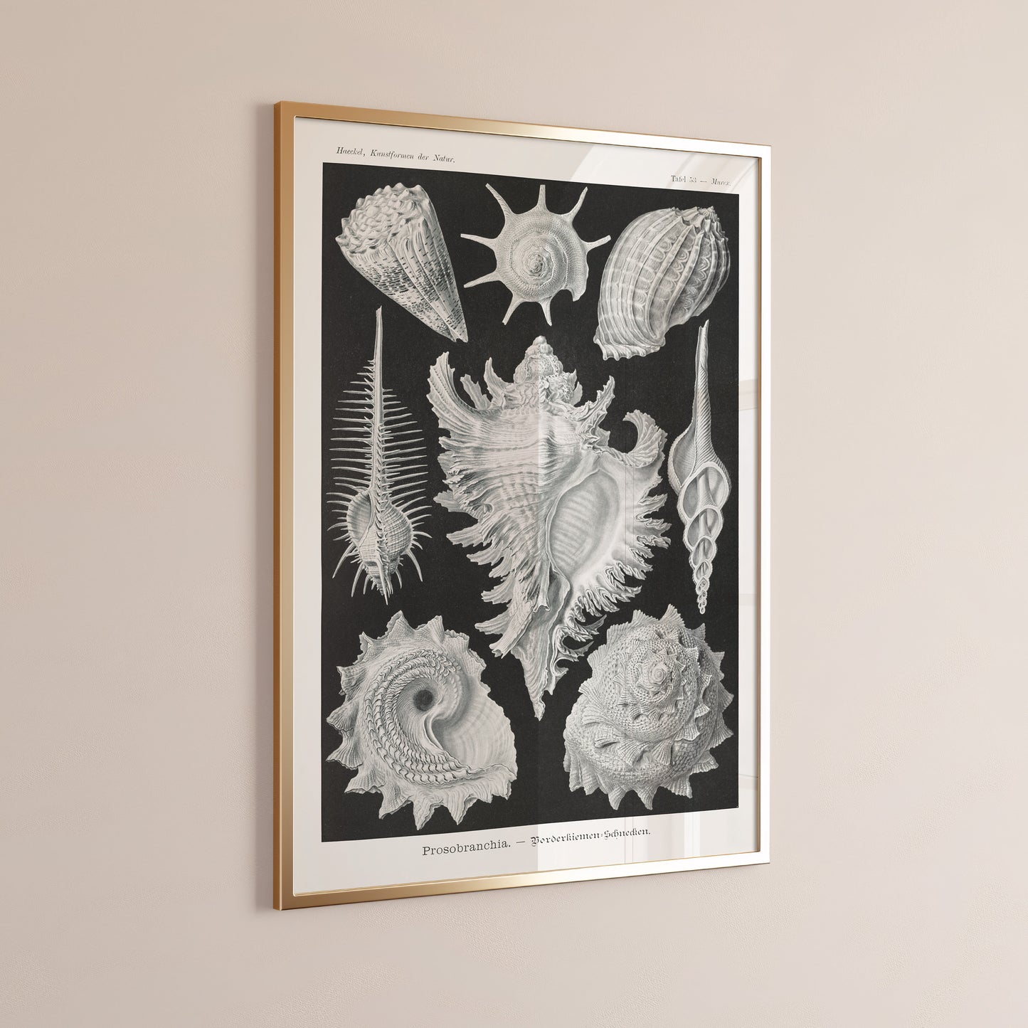 "Ernst Haeckl Shells Black and White Marine Life Sketch Art in Bespoke Frame"