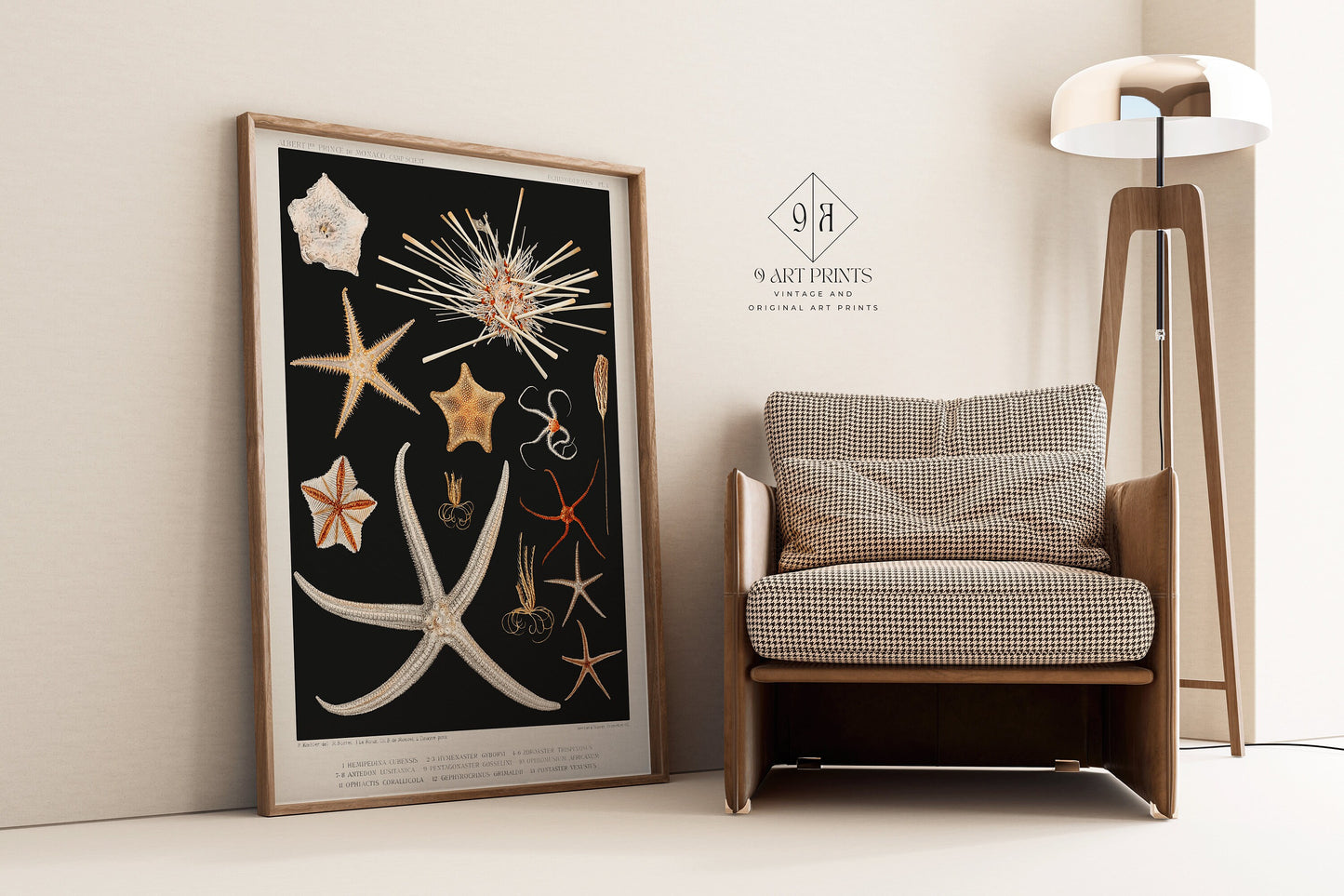 Framed black and white starfish sketch art print in a modern living room with a chair and lamp, showcasing museum-quality fine art.