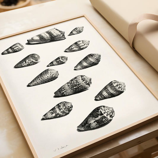 Black and white Maria Sybilla Merian shell sketch art print, available framed or unframed, displayed on a table.