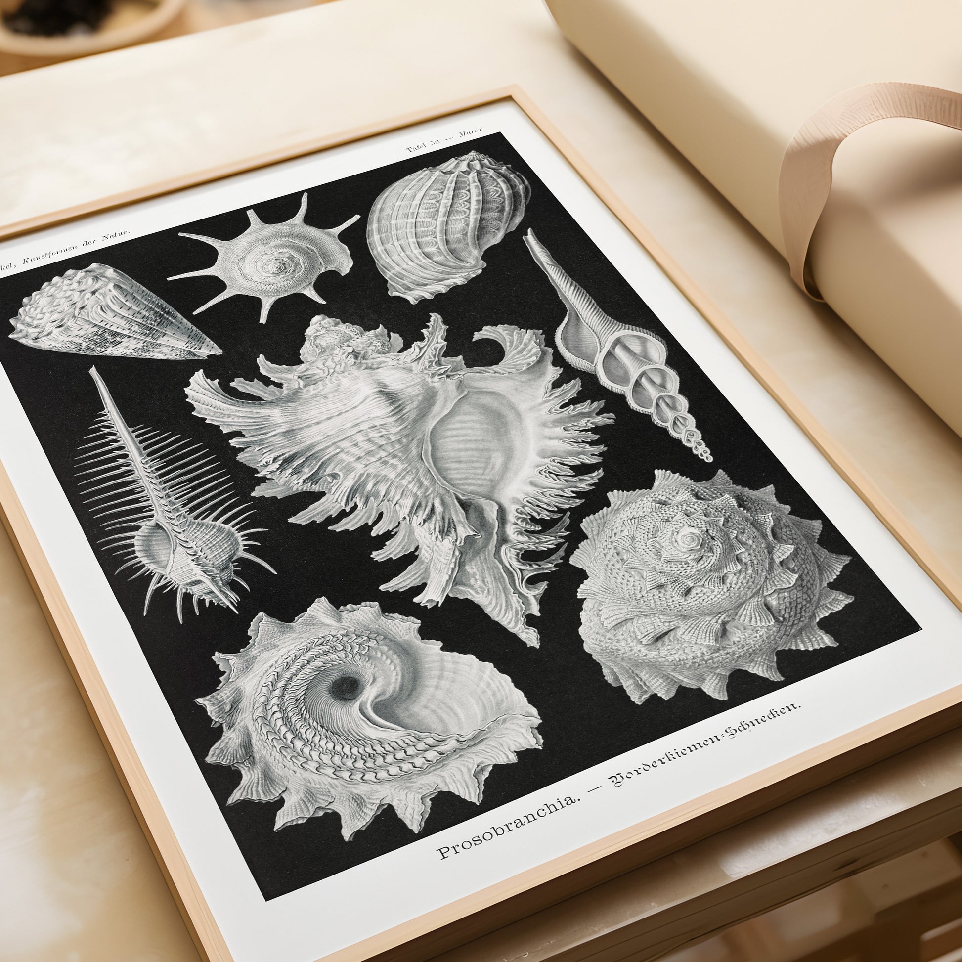 "Ernst Haeckel's Shells Sketch Art, framed marine life print in black and white, museum-quality fine art for home decor."