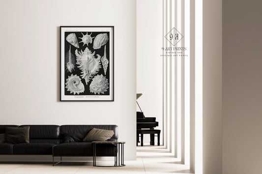 Black and white Ernst Haeckl shell art print in elegant living space, showcasing marine life sketch with bespoke framing option.