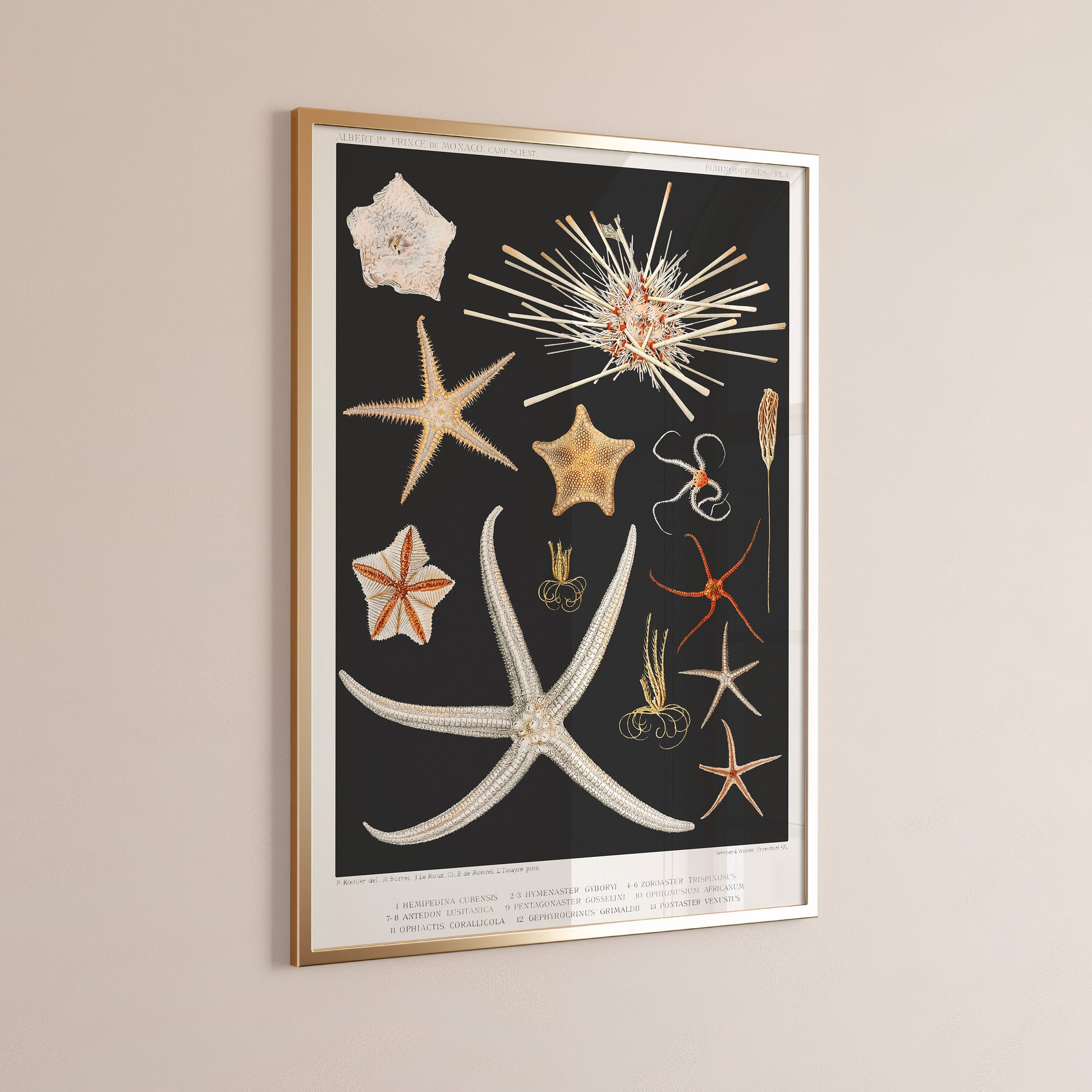 "Framed starfish sketch art in black and white, museum-quality fine art print with bespoke oak frame, hanging on a neutral wall."