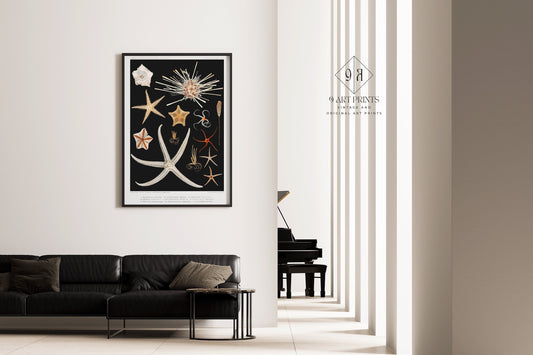 Elegant living room with framed Prince Albert I black and white starfish sketch art on wall, modern decor focusing on marine life art.