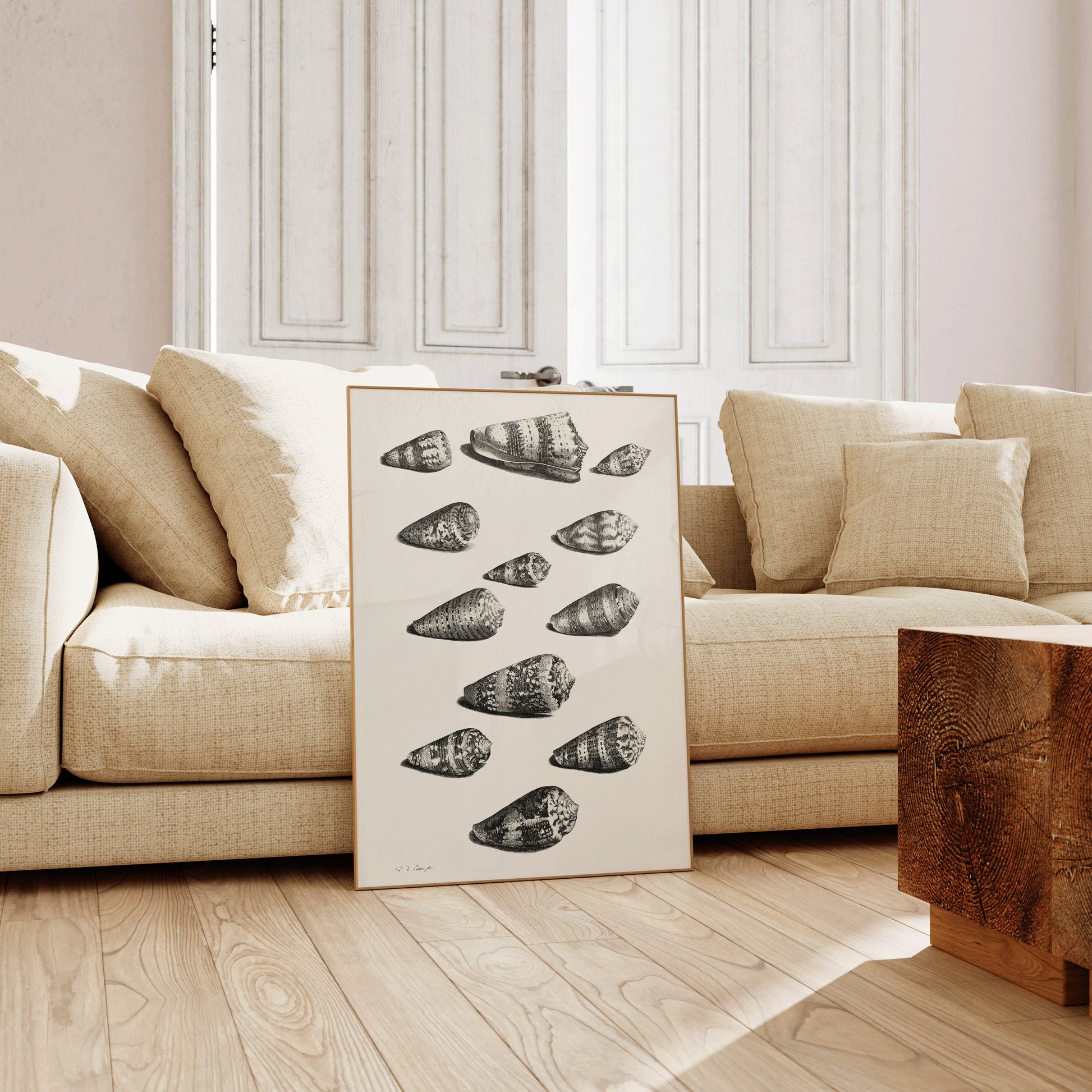 Black and white shell sketch art print by Maria Sybilla Merian displayed in a cozy living room, available framed or unframed.