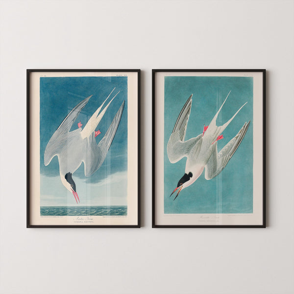 John James Audubon — Statement Duo: Greater Tern | Ornithological Print Pair