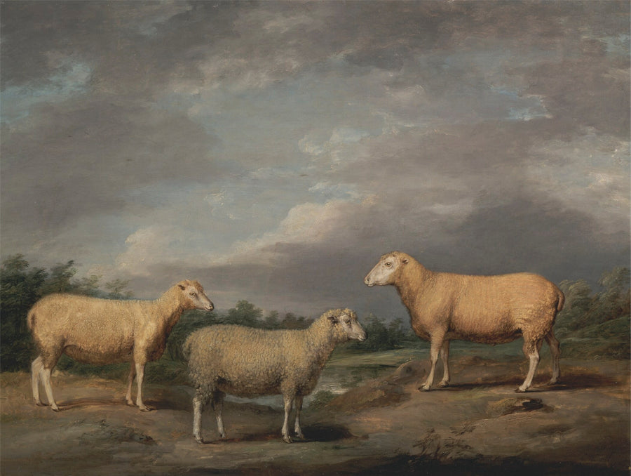 James Ward — Ryelands Sheep | Fine Art Print shown to scale on a wall above a sofa