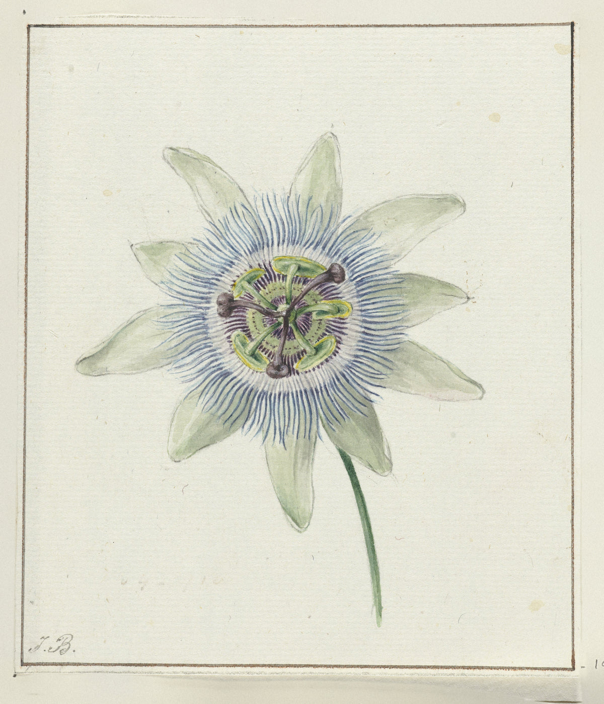 Passion Flower by Jean Bernard — A blue-fringed passionflower opens on a pale ground