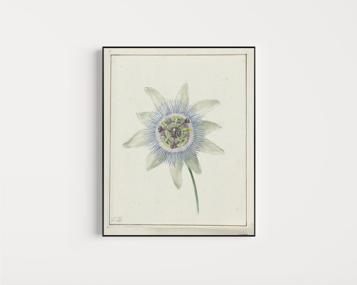 Framed art print of Passion Flower by Jean Bernard, in a slim black frame on a plain white wall