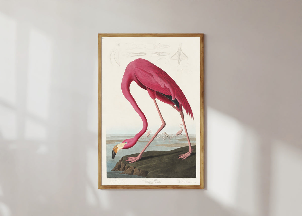 Framed art print of American Flamingo by John James Audubon, in a light wood frame on a sunlit white wall