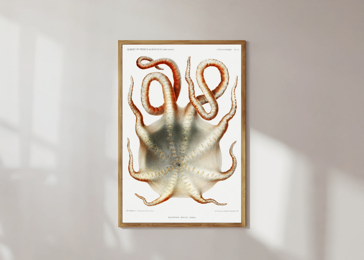 Framed art print of Alloposus mollis by Jules de Guerne & Ch. Richard, in a light wood frame on a sunlit white wall