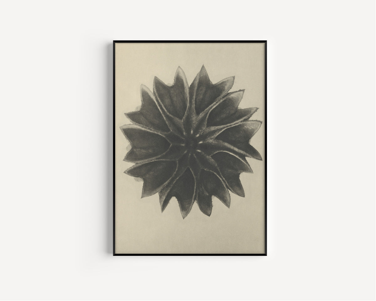 Karl Blossfeldt — Abutilon | Botanical Photograph Print