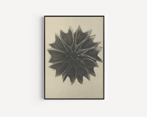 Karl Blossfeldt — Abutilon | Botanical Photograph Print