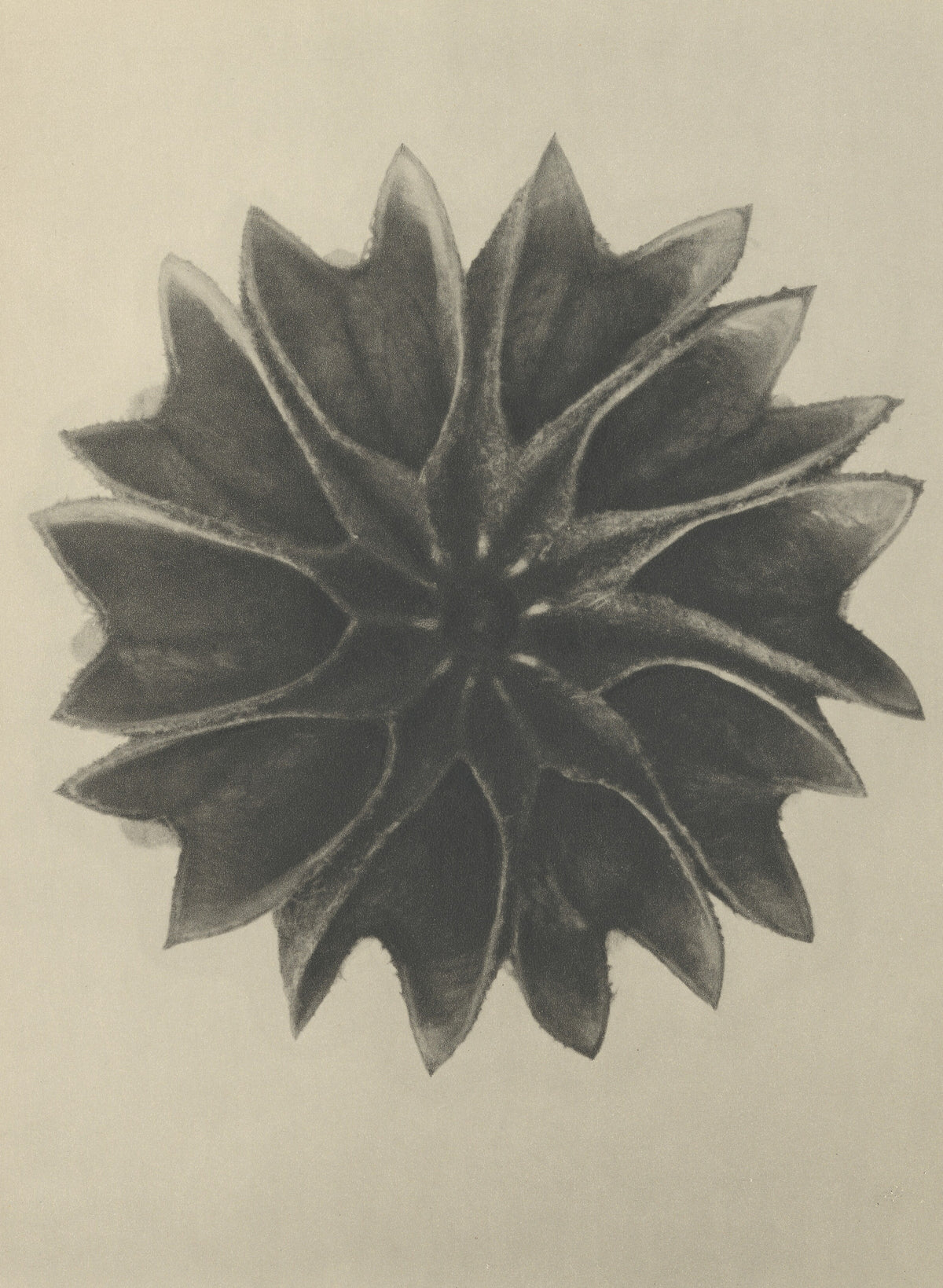 Karl Blossfeldt — Abutilon | Botanical Photograph Print