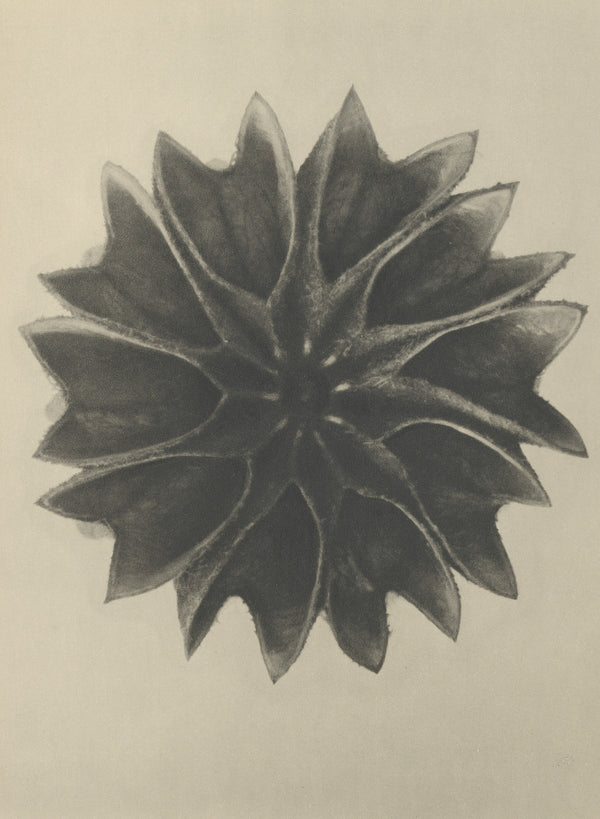Karl Blossfeldt — Abutilon | Botanical Photograph Print