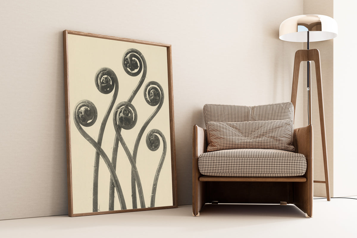 Karl Blossfeldt — Adiantum pedatum | Botanical Photograph Print