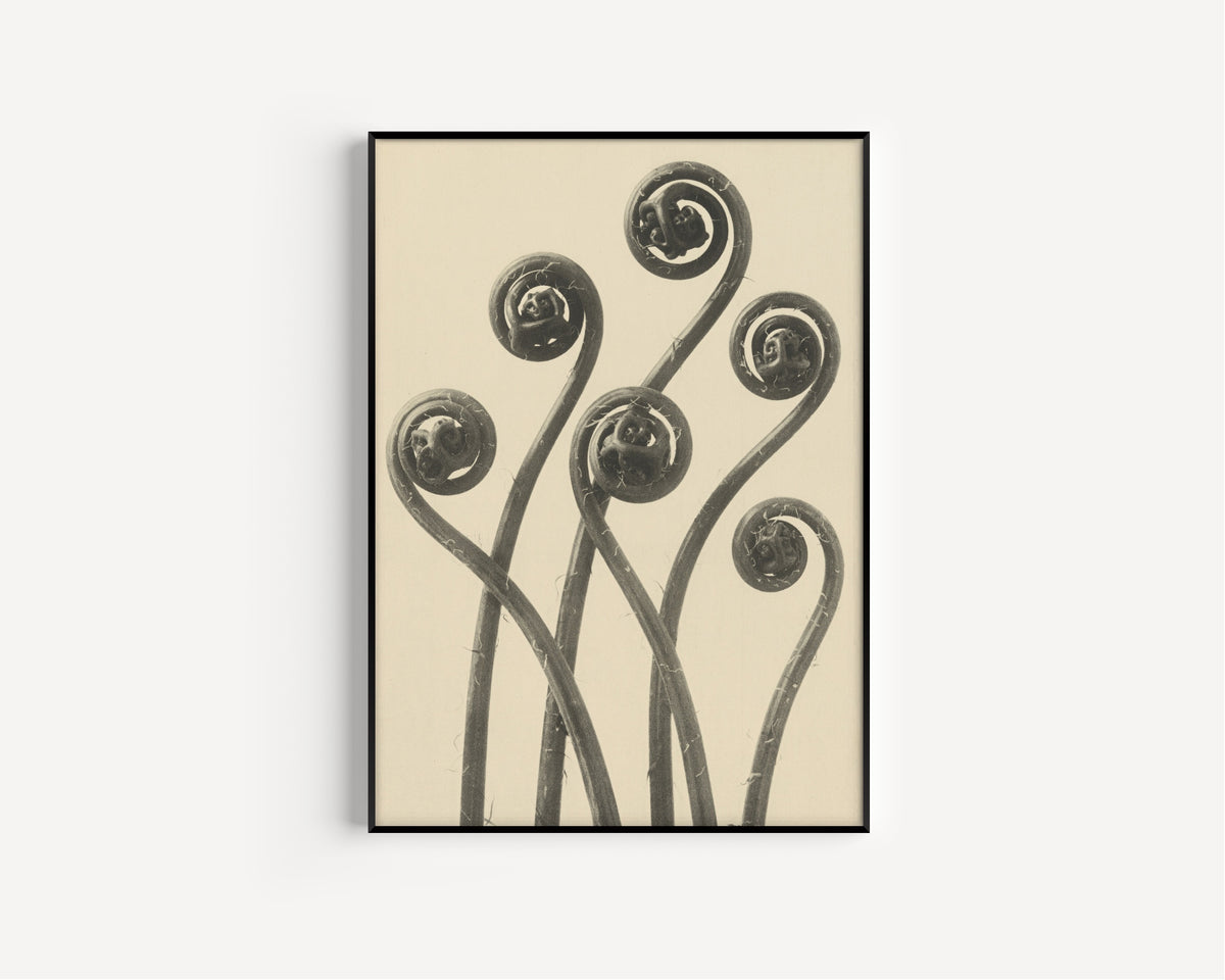 Karl Blossfeldt — Adiantum pedatum | Botanical Photograph Print