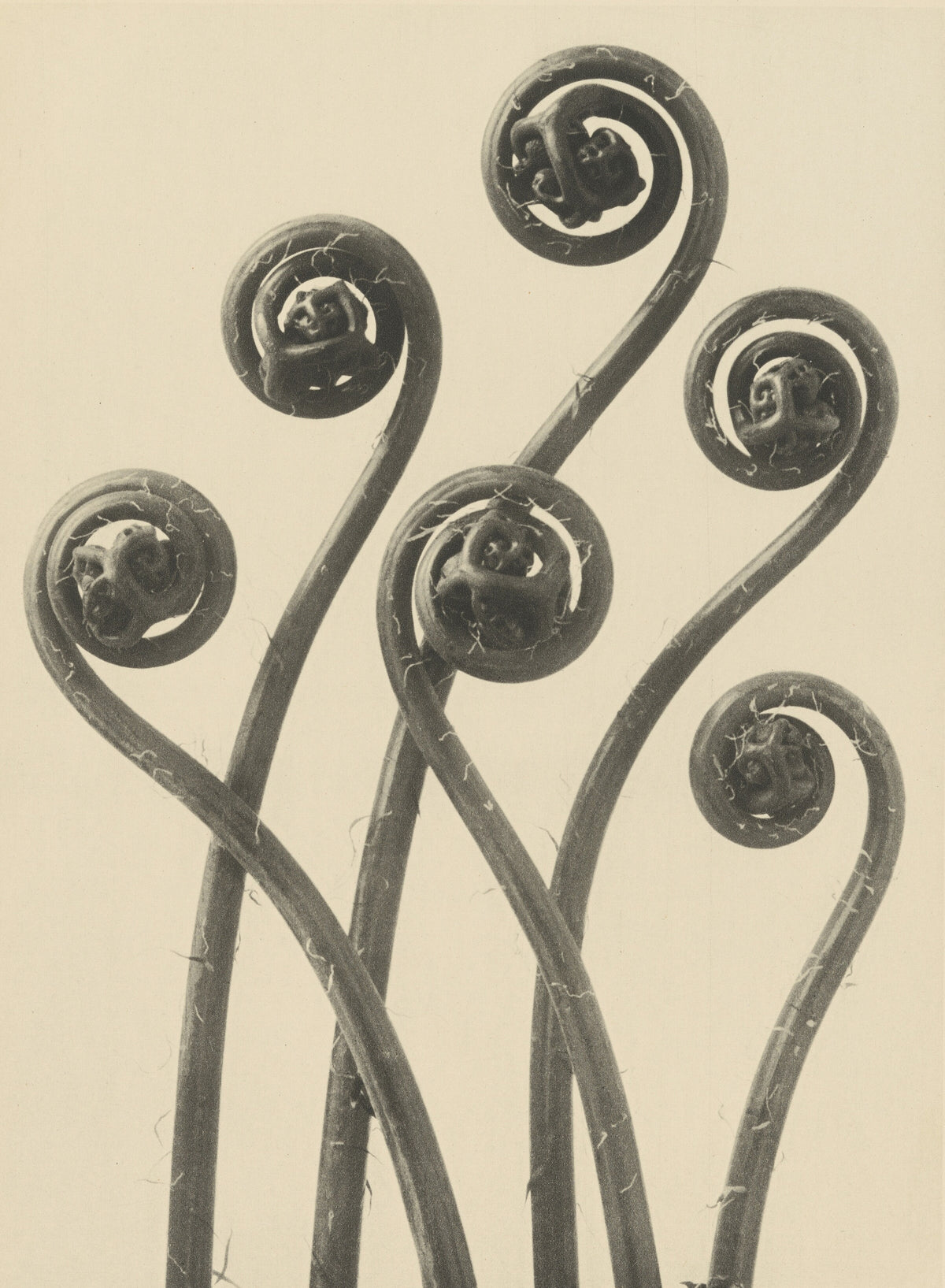 Karl Blossfeldt — Adiantum pedatum | Botanical Photograph Print