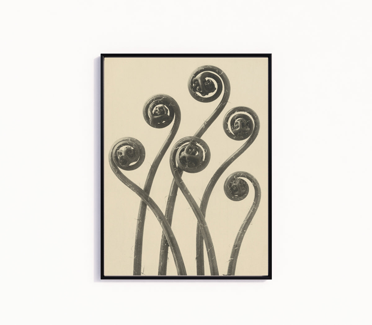 Framed art print of Adiantum pedatum by Karl Blossfeldt, in a slim black frame on a plain white wall