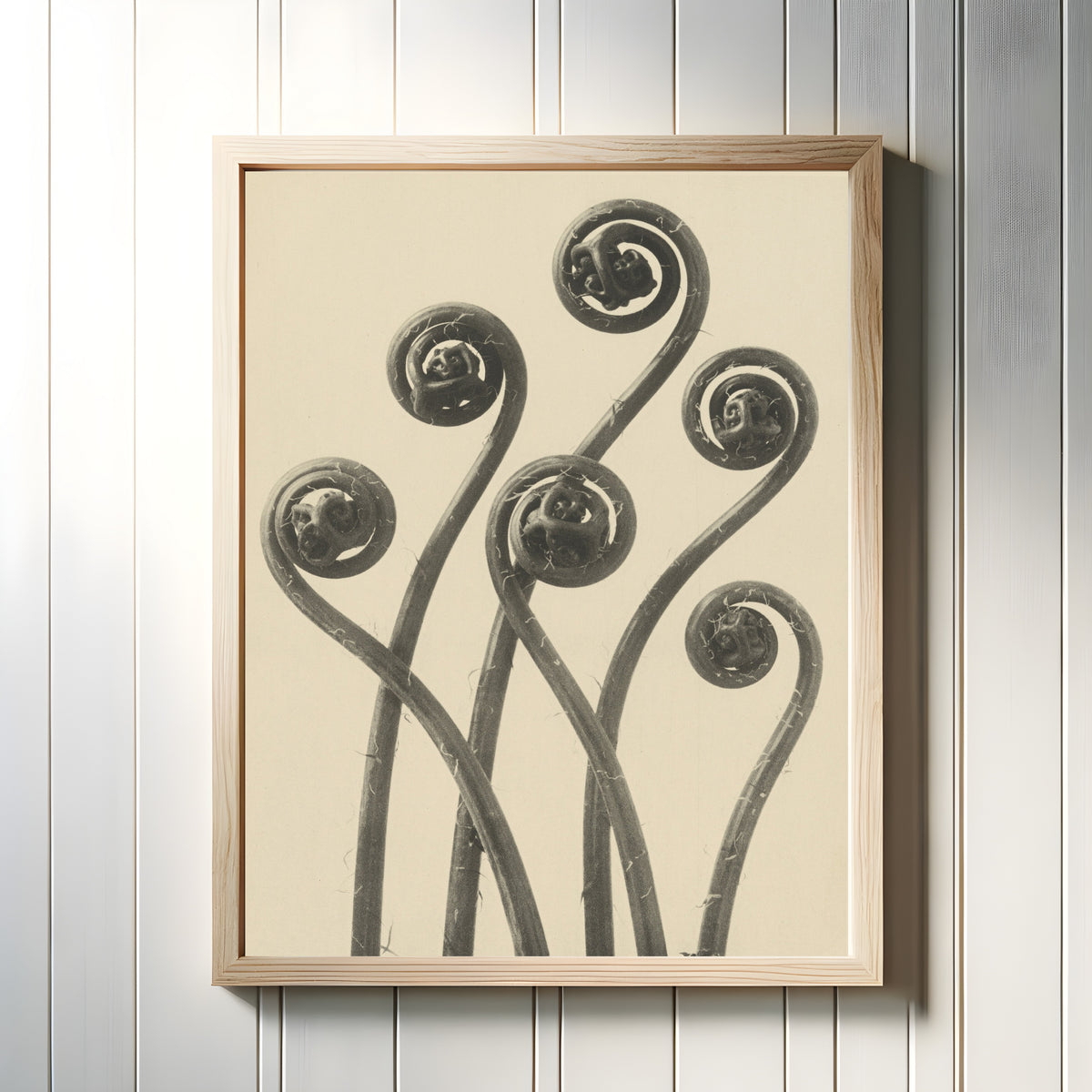 Framed art print of Adiantum pedatum by Karl Blossfeldt, in a light wood frame on a white panelled wall