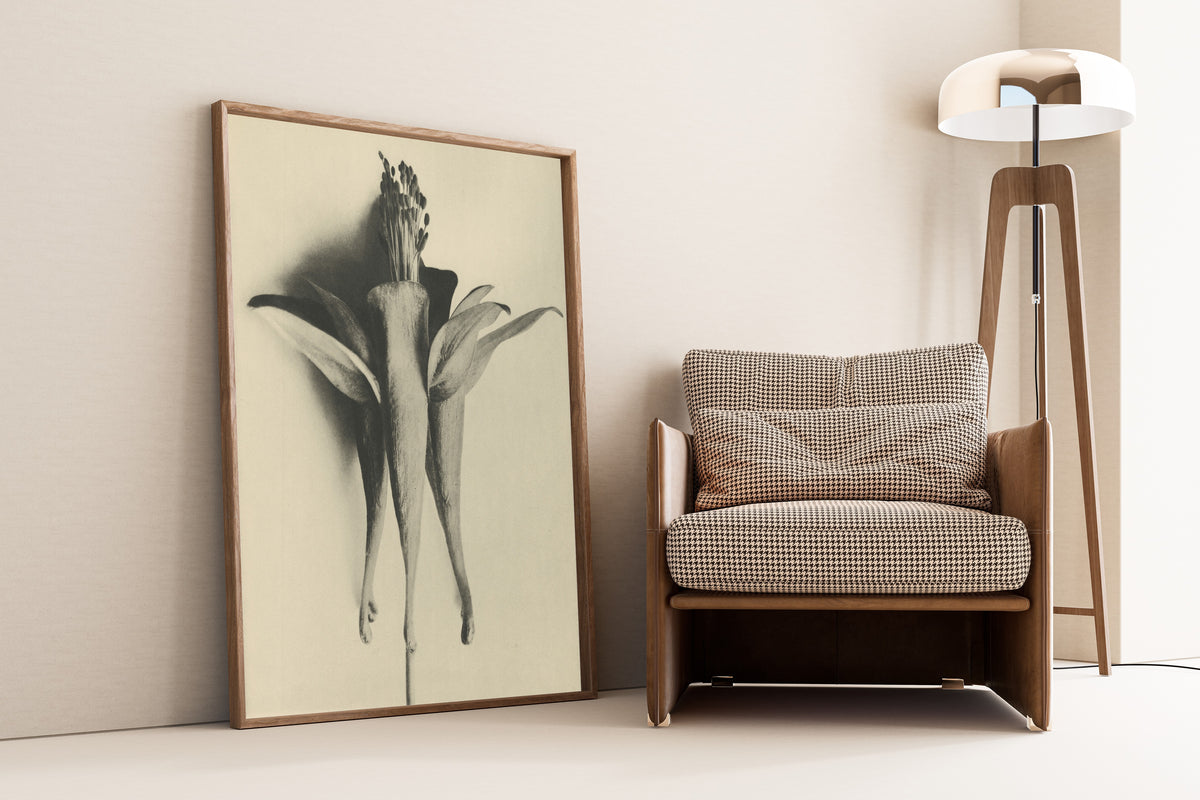 Karl Blossfeldt — Aquilegia chrysantha | Botanical Photograph Print