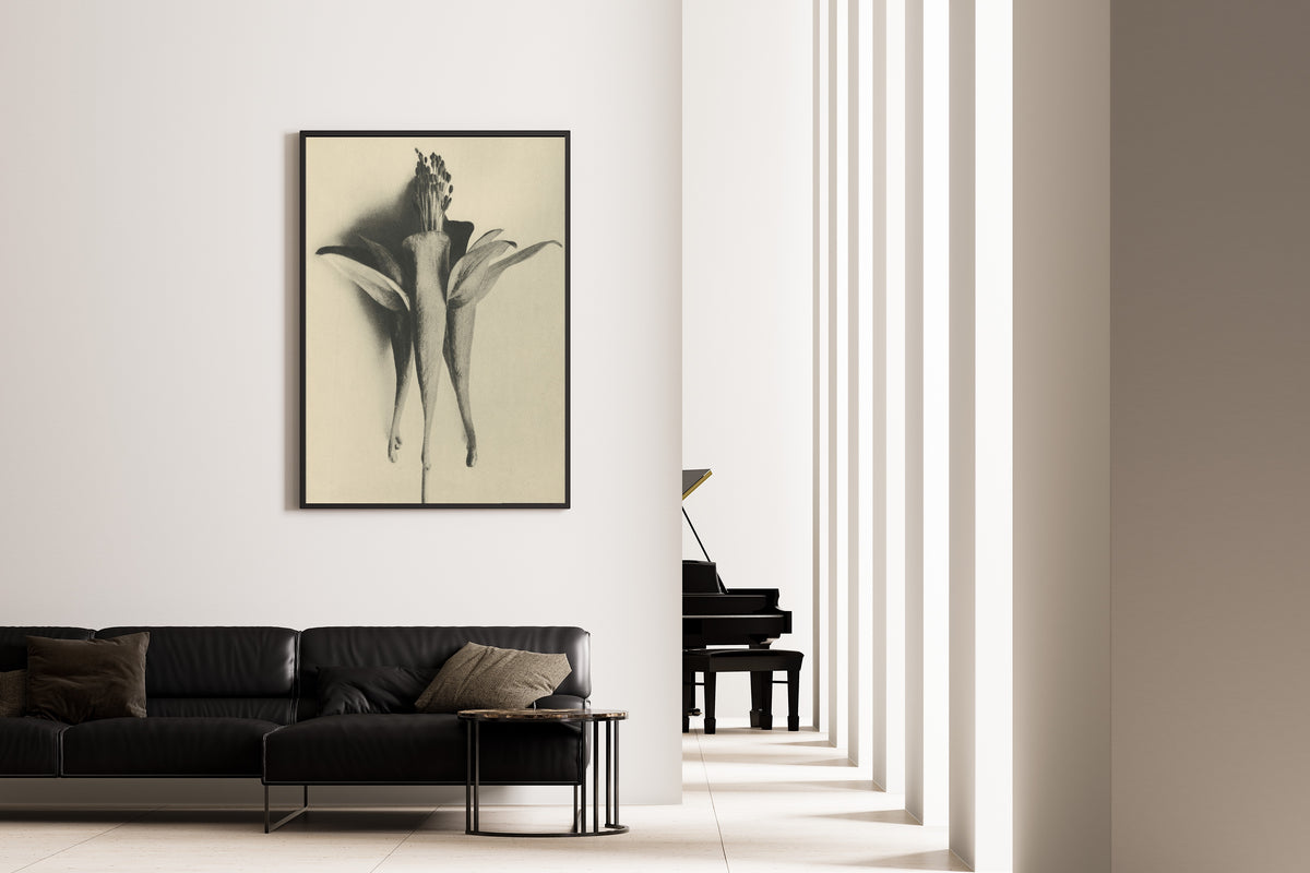 Karl Blossfeldt — Aquilegia chrysantha | Botanical Photograph Print