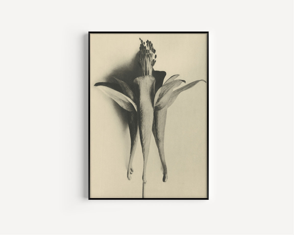 Karl Blossfeldt — Aquilegia chrysantha | Botanical Photograph Print