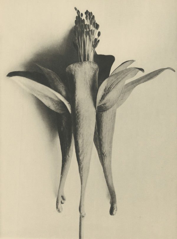 Karl Blossfeldt — Aquilegia chrysantha | Botanical Photograph Print