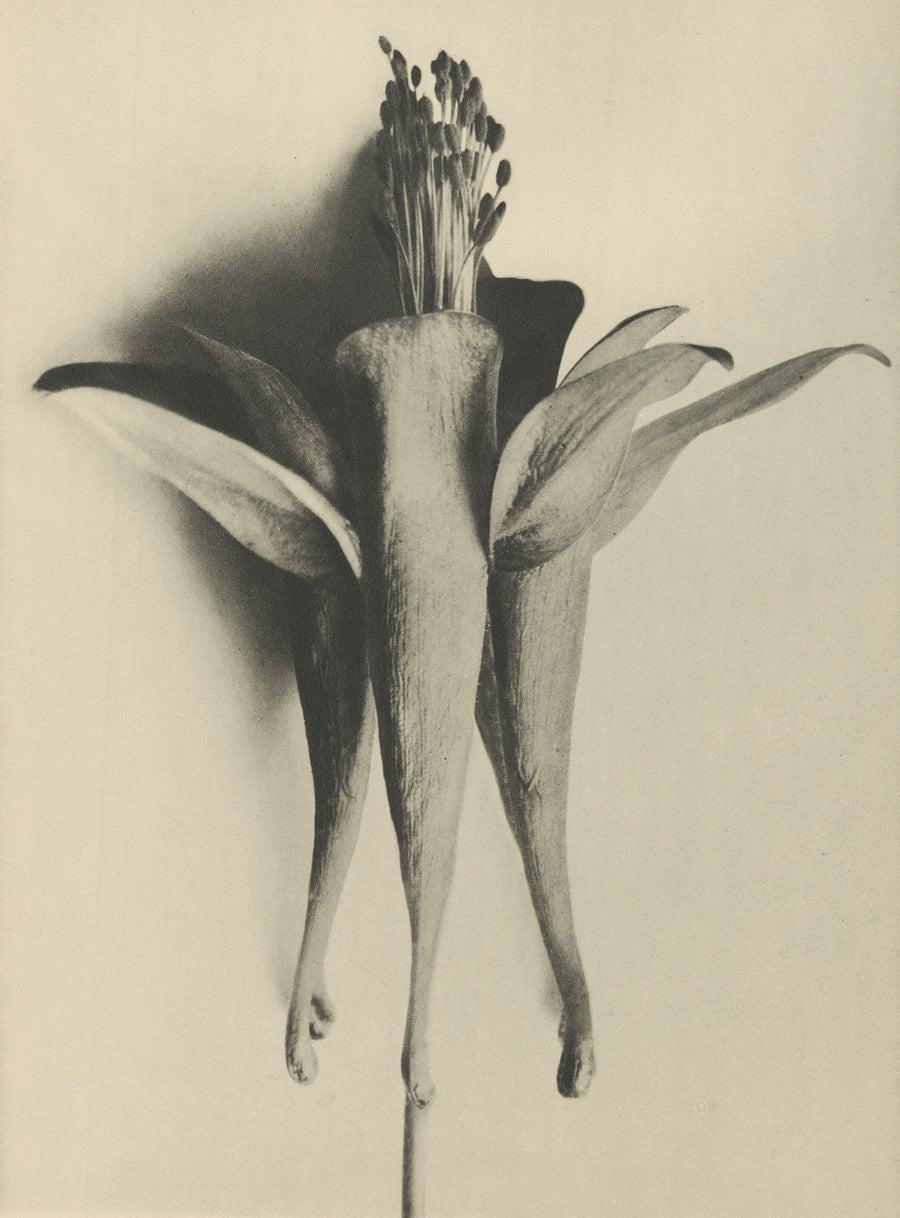 Karl Blossfeldt — Aquilegia chrysantha | Botanical Photograph Print shown to scale on a wall above a sofa