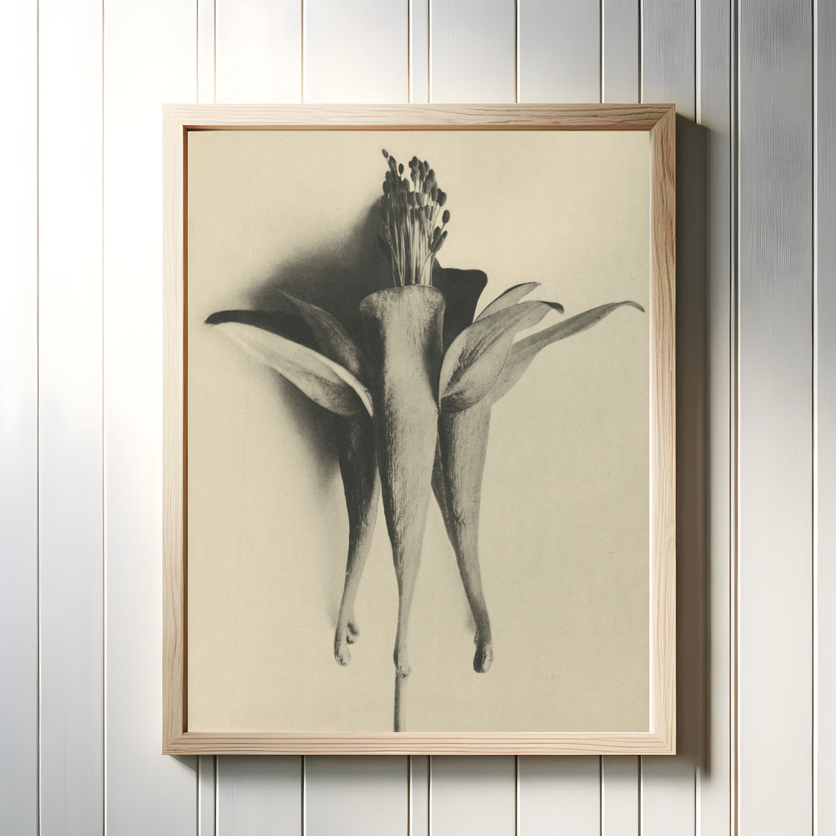 Framed art print of Aquilegia chrysantha by Karl Blossfeldt, in a light wood frame on a white panelled wall