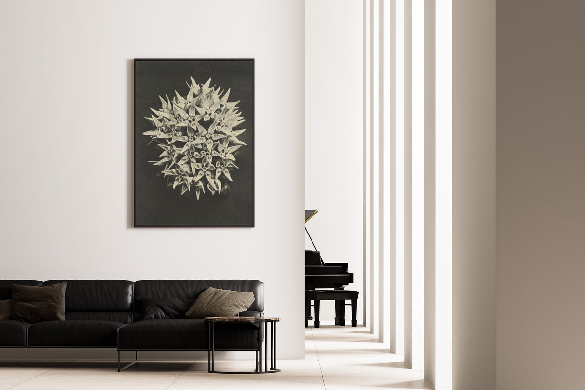 Karl Blossfeldt — Asclepias speciosa | Botanical Photograph Print