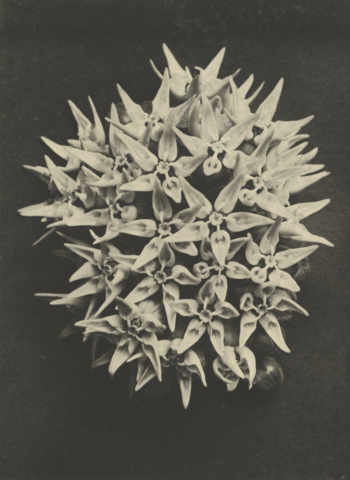 Karl Blossfeldt — Asclepias speciosa | Botanical Photograph Print