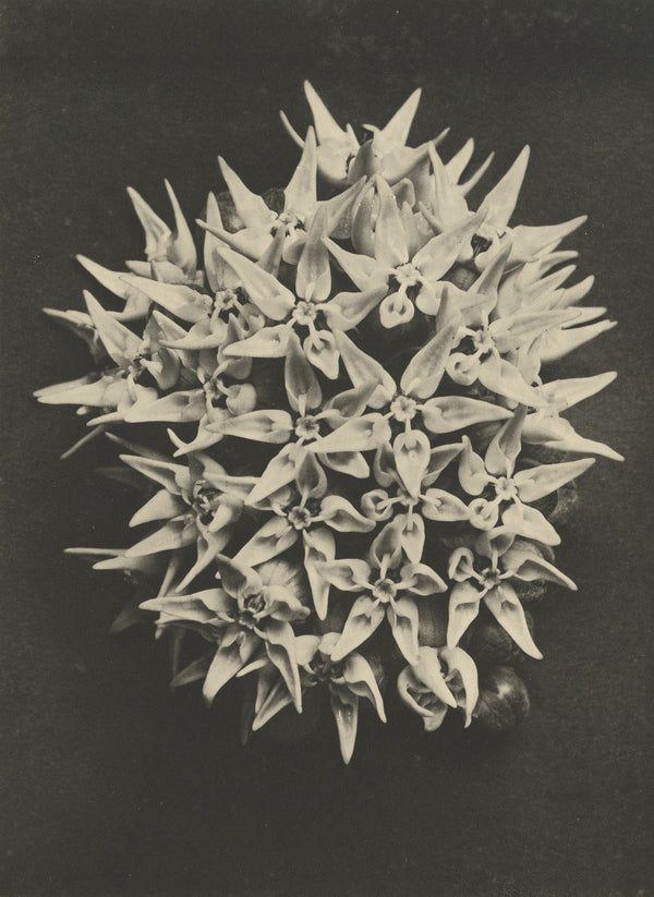 Karl Blossfeldt — Asclepias speciosa | Botanical Photograph Print