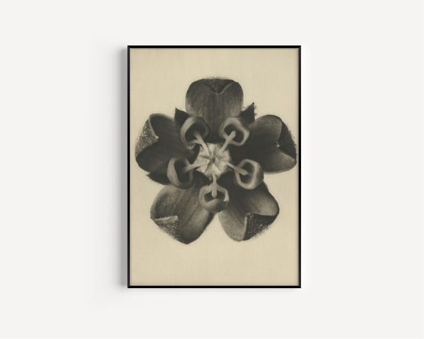 Karl Blossfeldt — Asclepias syriaca | Botanical Photograph Print