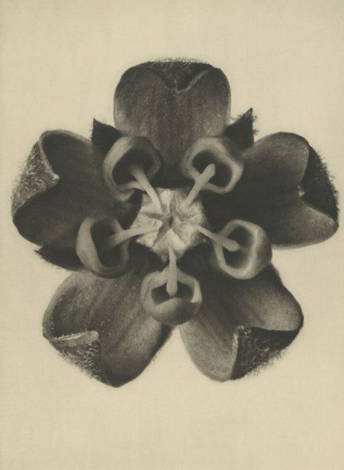 Karl Blossfeldt — Asclepias syriaca | Botanical Photograph Print