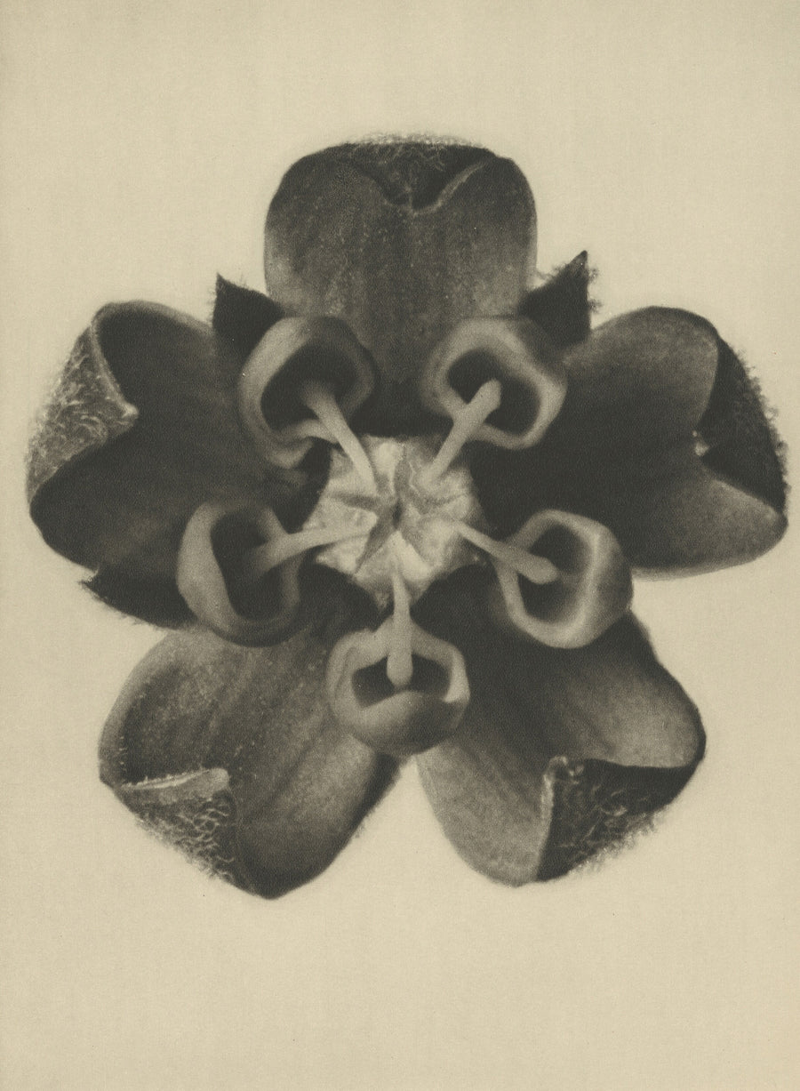 Karl Blossfeldt — Asclepias syriaca | Botanical Photograph Print shown to scale on a wall above a sofa