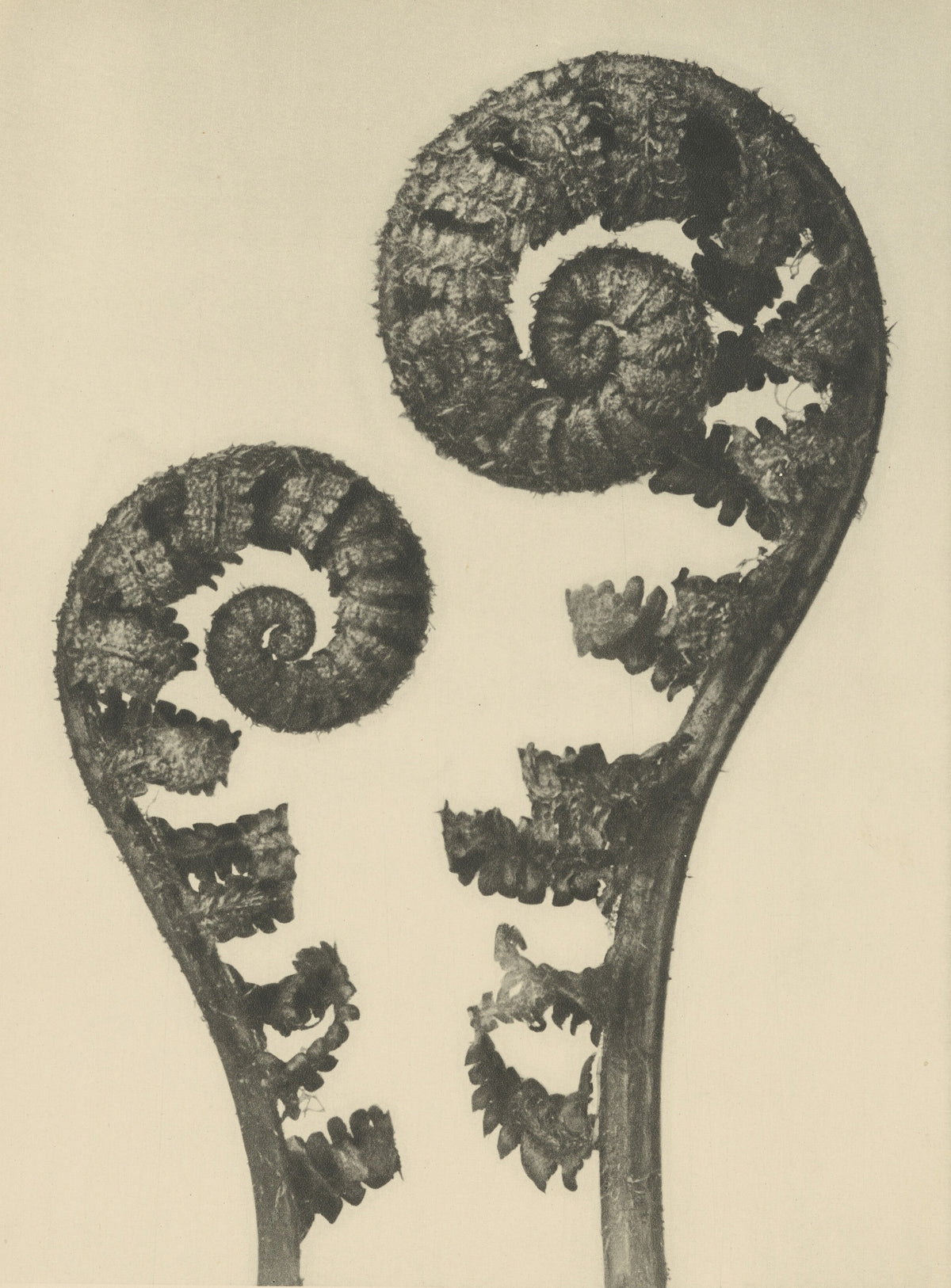 Karl Blossfeldt — Aspidium filix mas | Botanical Photograph Print