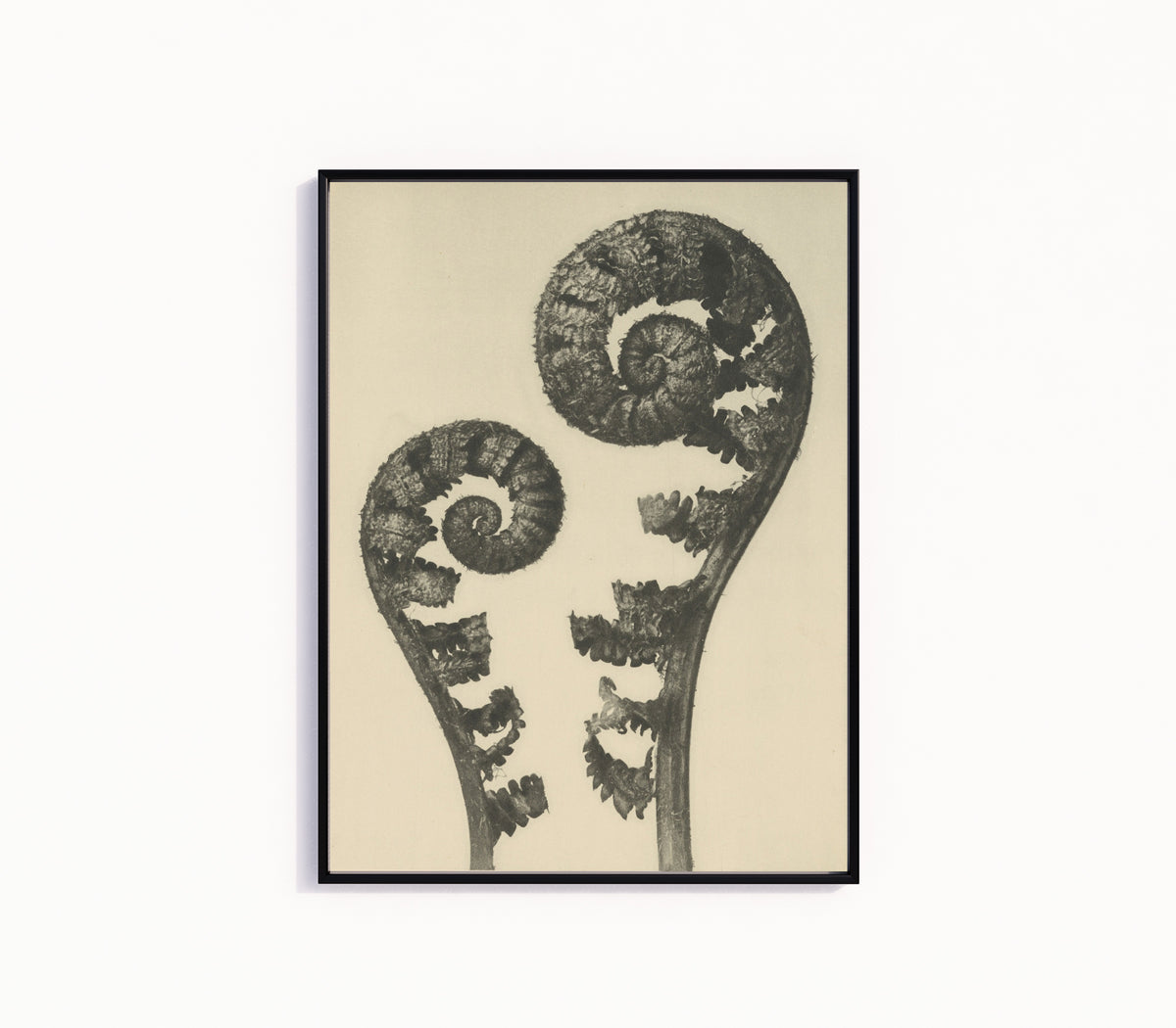 Framed art print of Aspidium filix mas by Karl Blossfeldt, in a slim black frame on a plain white wall