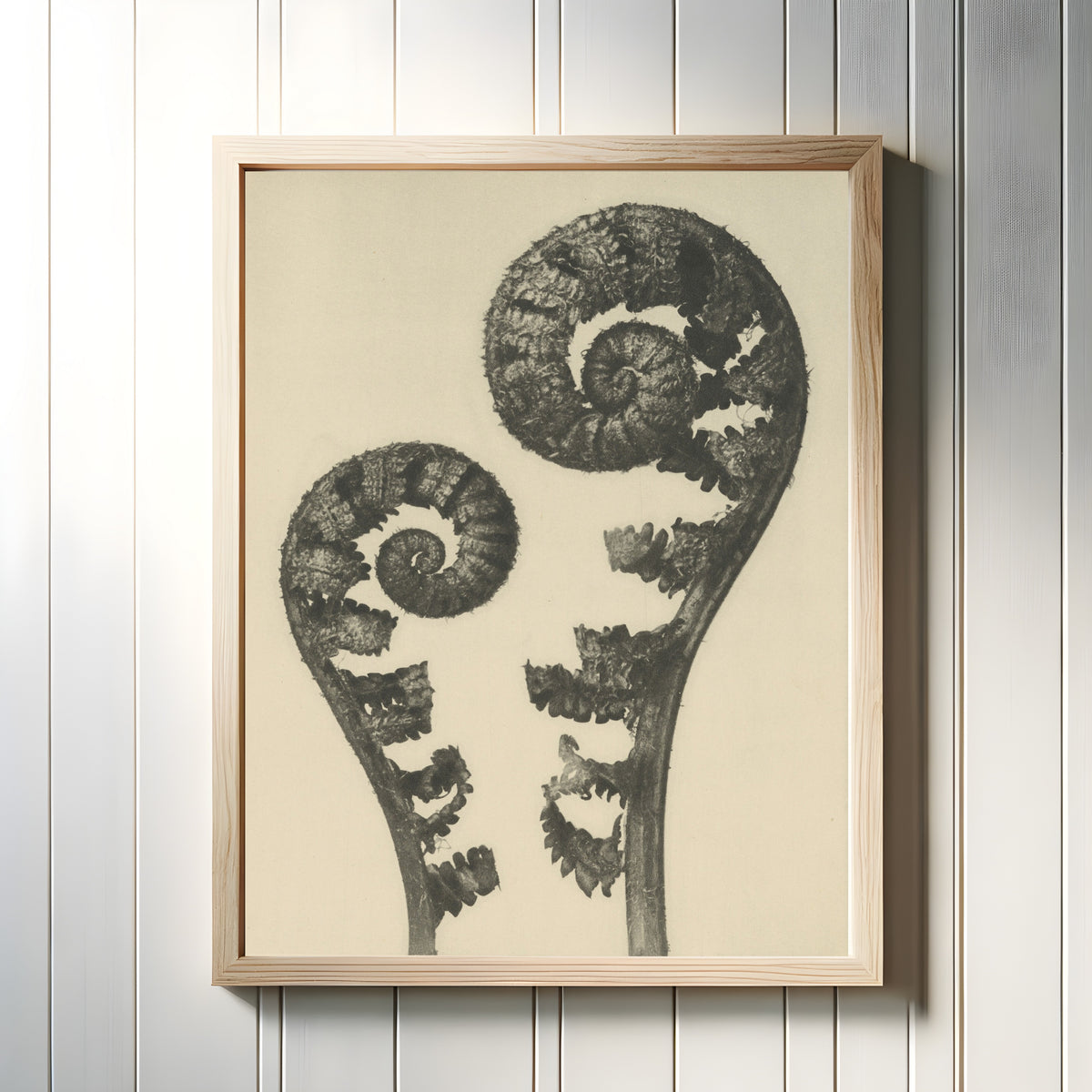 Framed art print of Aspidium filix mas by Karl Blossfeldt, in a light wood frame on a white panelled wall