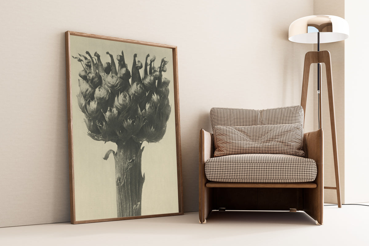 Karl Blossfeldt — Centaurea macrocephala | Botanical Photograph Print