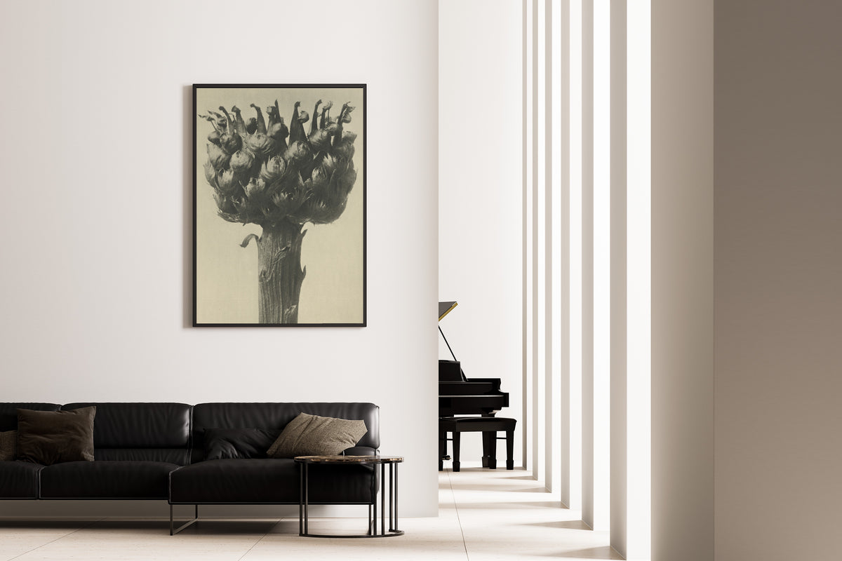 Karl Blossfeldt — Centaurea macrocephala | Botanical Photograph Print