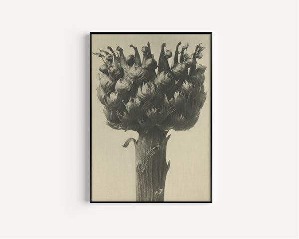 Karl Blossfeldt — Centaurea macrocephala | Botanical Photograph Print