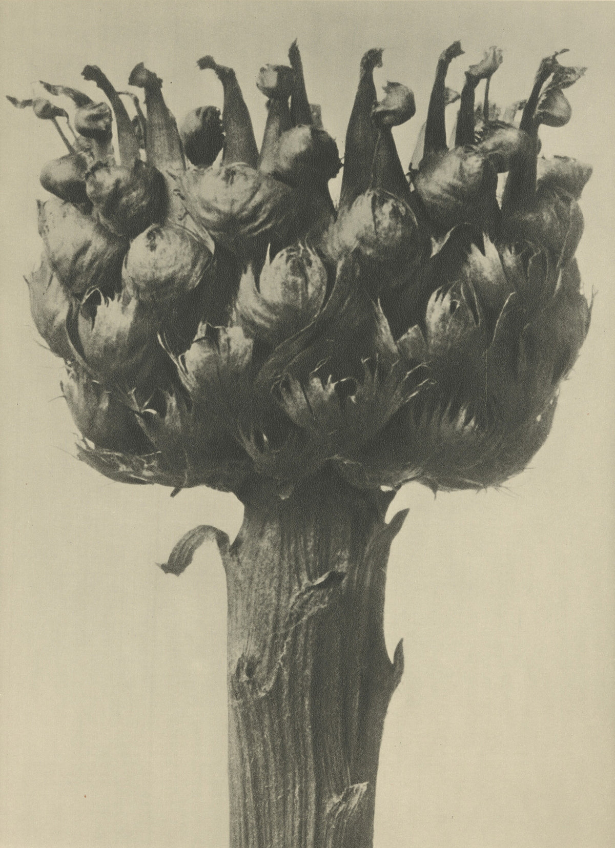 Karl Blossfeldt — Centaurea macrocephala | Botanical Photograph Print