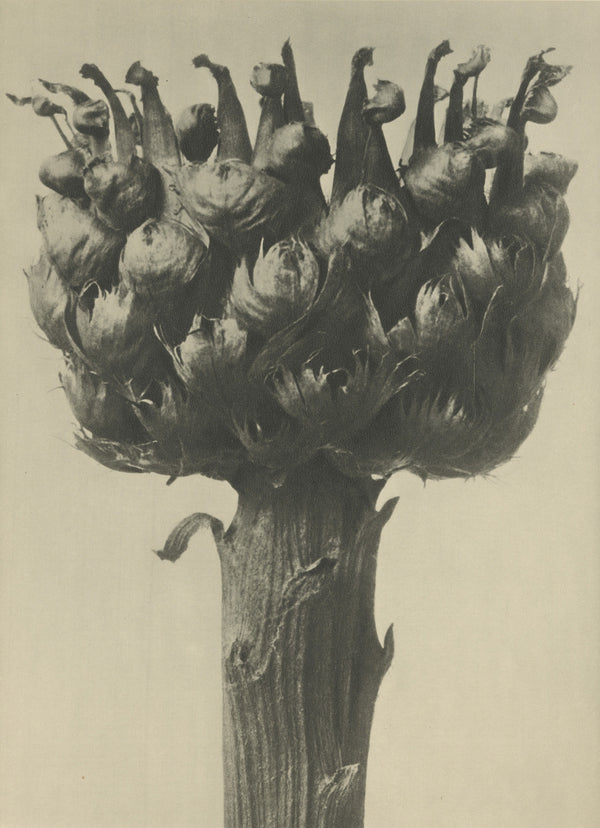 Karl Blossfeldt — Centaurea macrocephala | Botanical Photograph Print