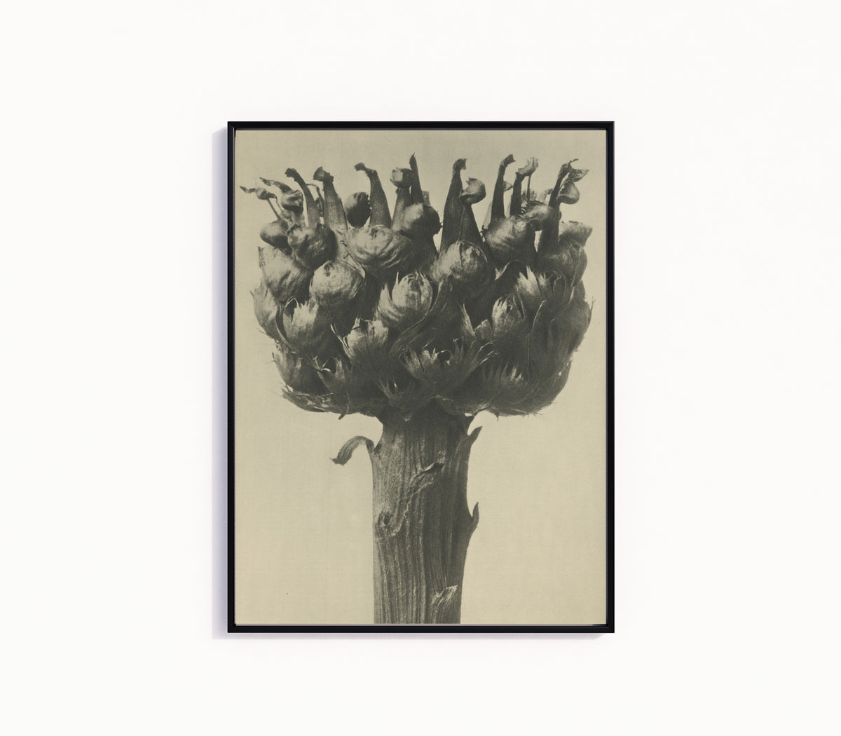 Karl Blossfeldt — Centaurea macrocephala | Botanical Photograph Print