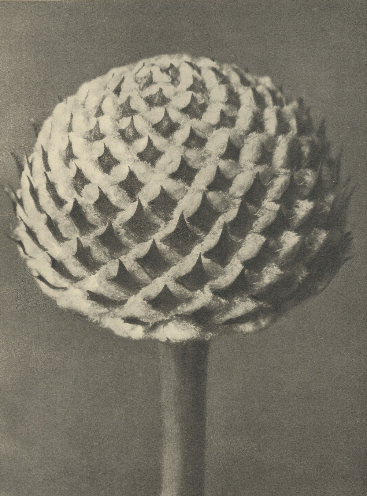 Karl Blossfeldt — Cephalaria | Botanical Photograph Print